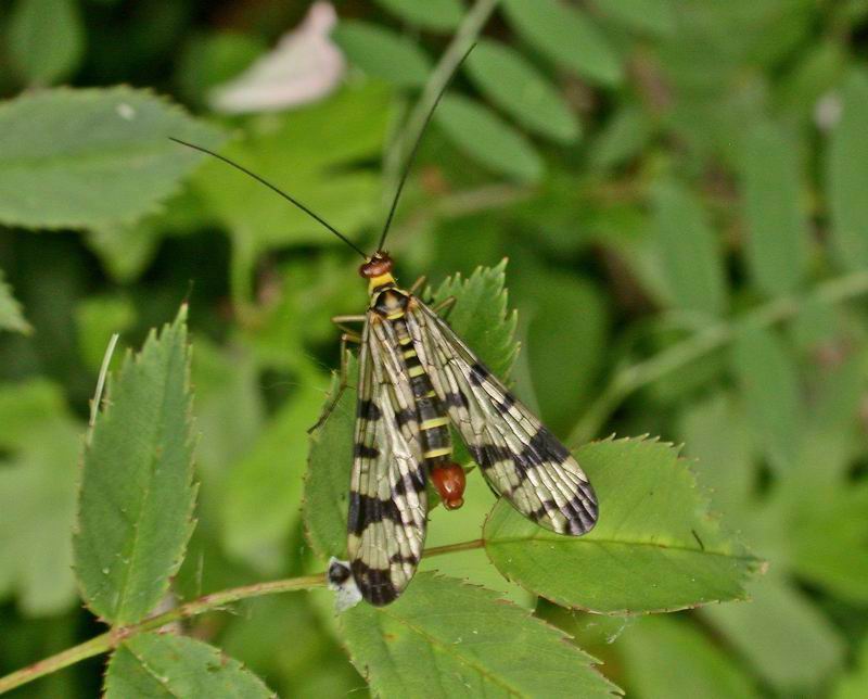 Panorpa gr. cognata